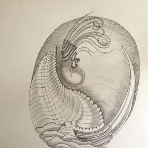 Wijnkrab 1 portret; grafiet op papier 30x40, 2024 € 110,-