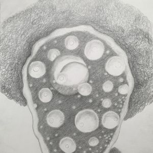 Radiolarie's portret nr.1,  30x40 grafiet tekening op papier 2024 € 110,-
