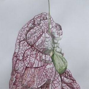 Reuzenpijpbloem nr. 5, aquarel potlood op papier 30x40 2024; € 90,=