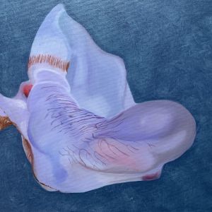 Deepstaria 2 (30x40)