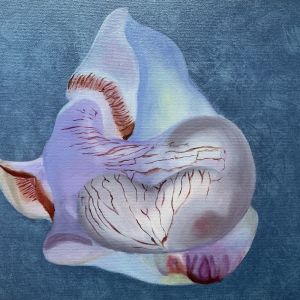 Deepstaria 4 (30x40)